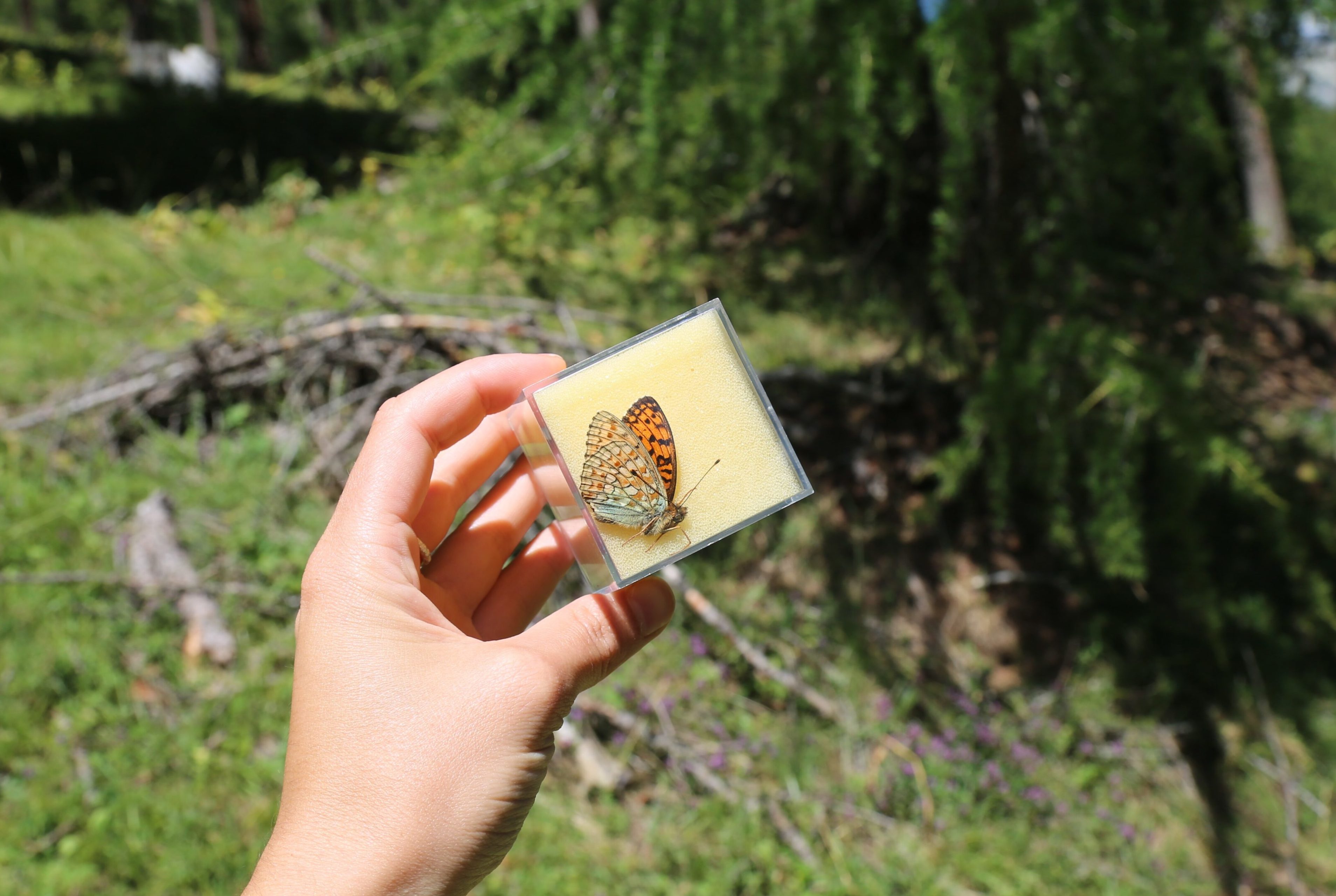 Schmetterling in Box