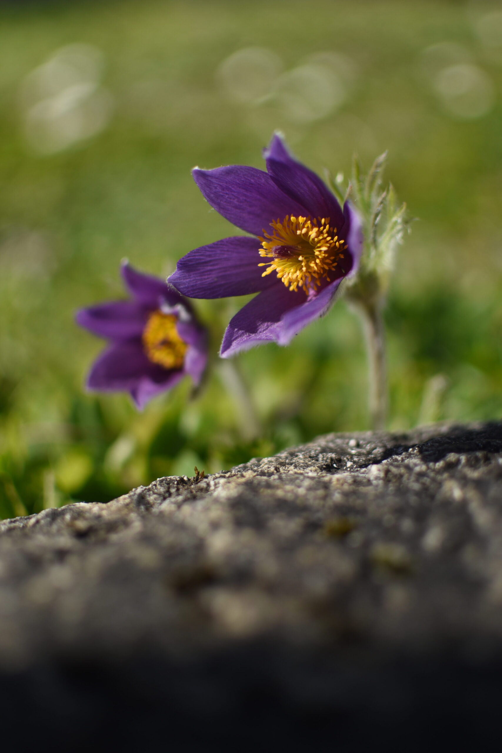 Pulsatilla vulgaris scaled