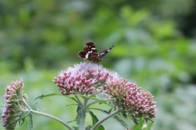 Araschnia Levana