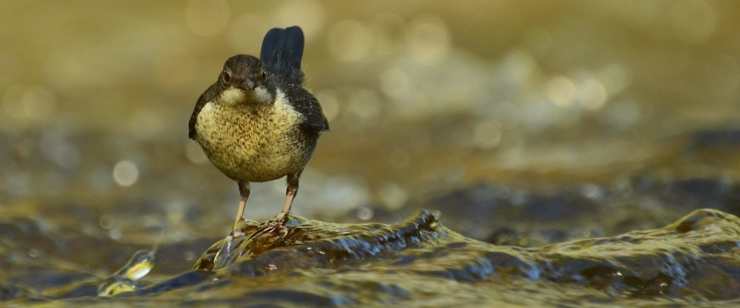 Wasseramsel