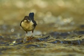 Wasseramsel