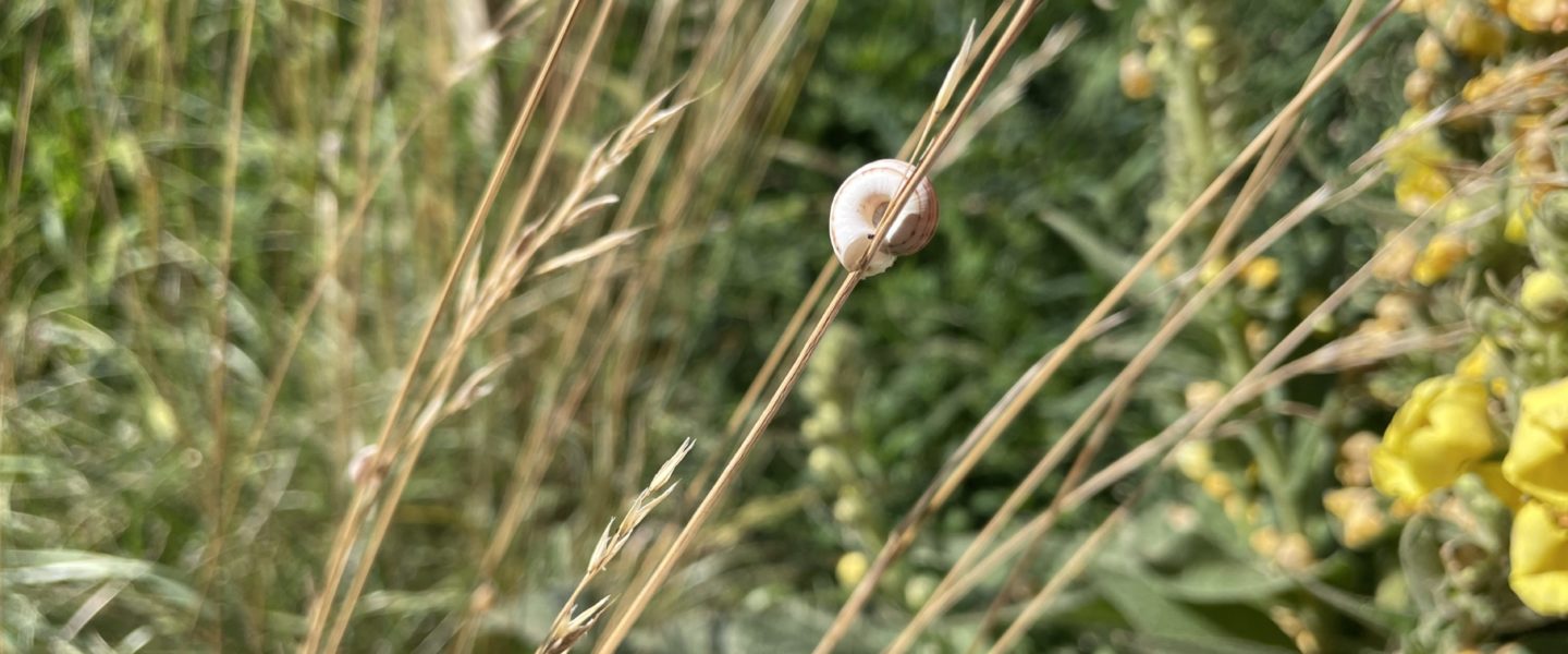 Quendelschnecke an einem Grashalm