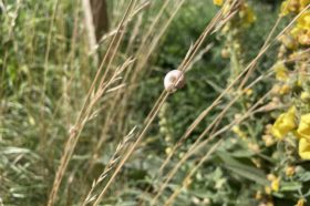 Quendelschnecke an einem Grashalm