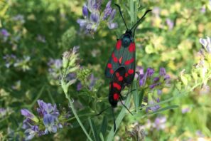Fauna_P.Steiger_IMG_5436