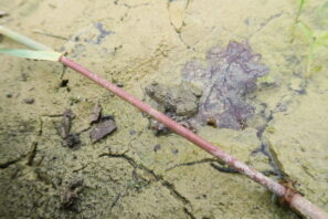5_Bombina variegata (3)