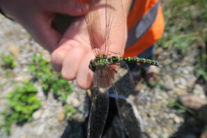 6_Aeshna cyanea mâle (2)