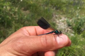 7_Calopteryx splendens mâle