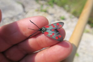 8_Zygaena filipendulae (2)