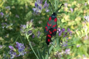 Fauna_P.Steiger_IMG_5436